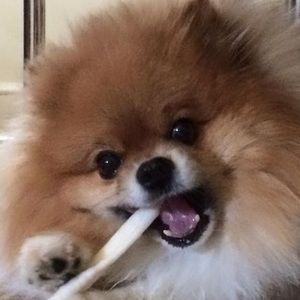 Meet your Posher, Diane